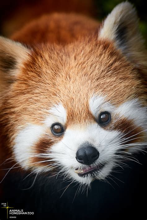 南京红山动物园大熊猫雪地撒欢 滚滚成了滚雪球_大苏网_腾讯网