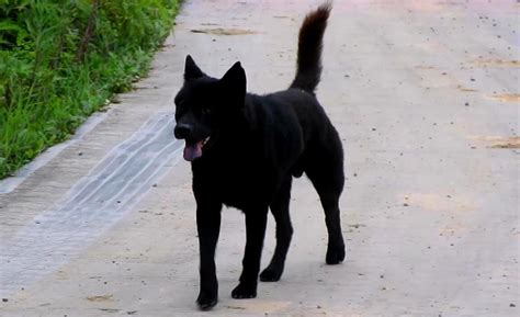 【大黑狗。。。。。。。摄影图片】生活摄影_太平洋电脑网摄影部落