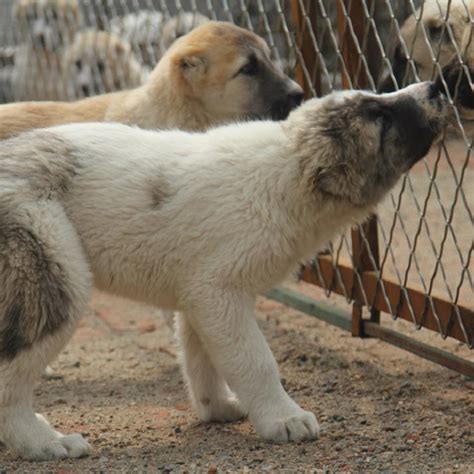 中亚牧羊犬幼犬图片-宠物王