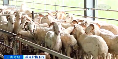 立冬过后开吃羊肉！熟羊肉有的卖到140元/斤_苏州都市网