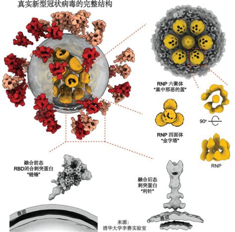 新型冠状病毒的全分子结构 Molecular architecture of the SARS-CoV-2 virus 科普讲座-北航医工交叉 ...