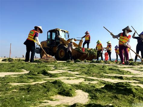 广西北海银滩绿藻泛滥 每日清理数十吨_北海新闻专栏-广西东兴边关国际旅行社