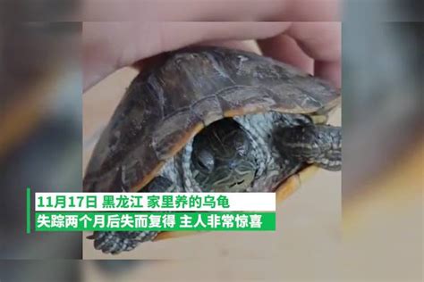 家养乌龟离奇失踪，2个月后无意发现踪迹，救出后四目相对超惊喜