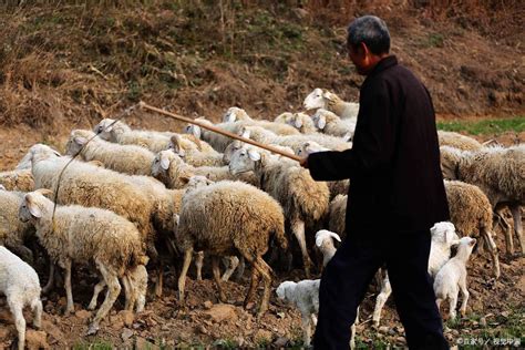 盘点云南六大知名羊品种 - 惠农网