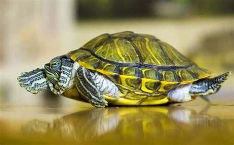 巴西龟公母的区别 巴西龟脖子伸得特别长_宠物百科 - 养宠客