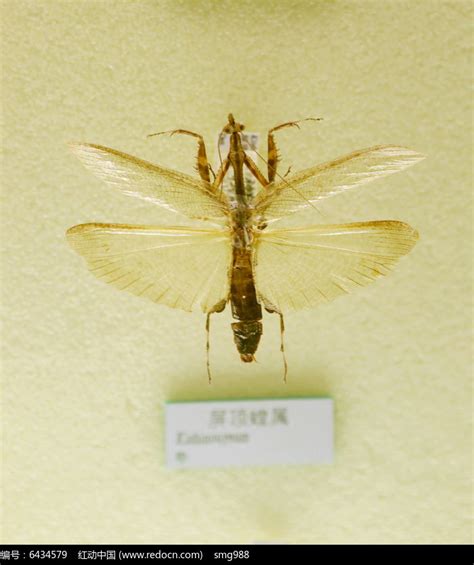 昆虫屏顶螳螂属标本高清图片下载_红动中国