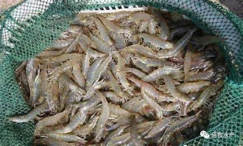 淡水虾的种类（淡水虾的养殖技术）_玉环网