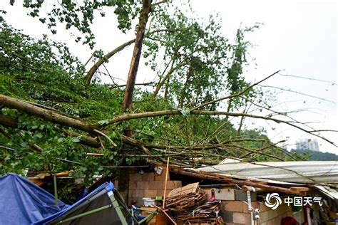 贵州贵阳遭遇10级大风袭击 大树被拦腰折断-图片频道