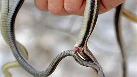 胎生蛇与卵生蛇有什么区别？