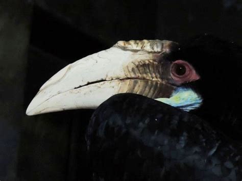 科学网—神奇的“爱情鸟”-花冠皱盔犀鸟 - 姚卫建的博文