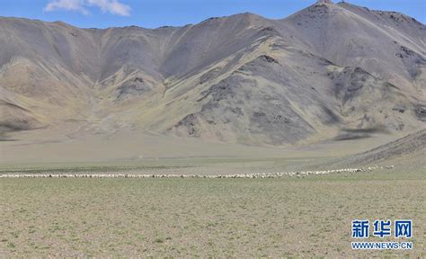 图揭西藏牧区挤奶季 传统作业方式延续千年_坪山新闻网