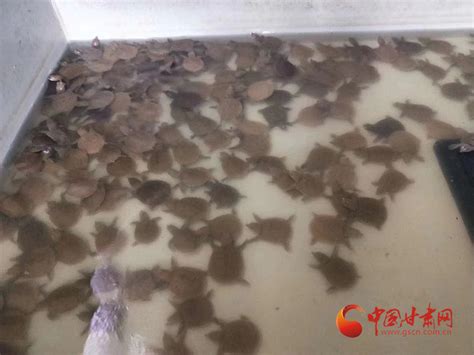 灵台：养殖甲鱼走上致富路-中国质量新闻网