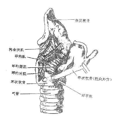 喉部解剖图图片