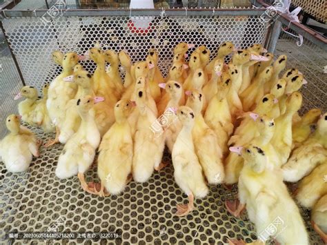 朗德鹅苗,养殖场,价格-济宁赛巴拉家禽育种