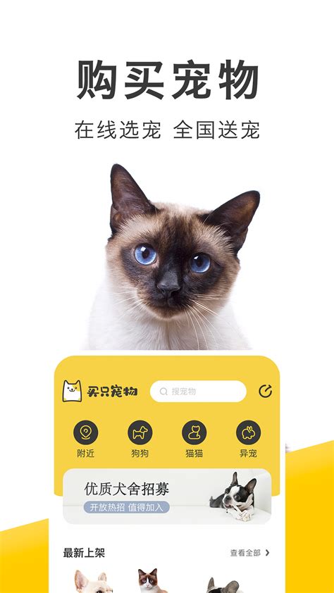 简约彩色宠物领养app首页-包图网
