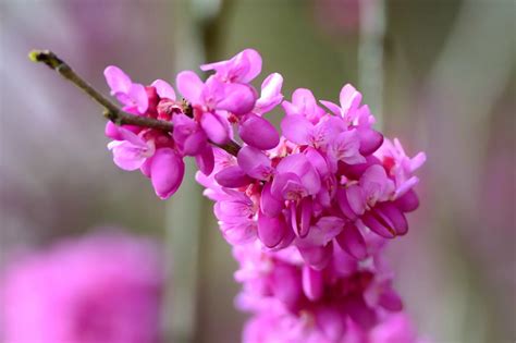 关于紫荆花的唯美七绝诗句 紫荆花的唯美七绝诗句_知秀网