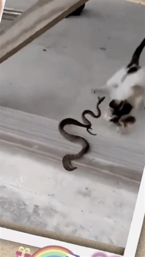 小猫大战眼镜蛇视频、猫科动物就是蛇类的杀手！_蛇视频_毒蛇网