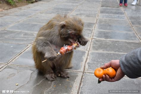 黔灵山喂野生猴子吃食物摄影图__野生动物_生物世界_摄影图库_昵图网nipic.com