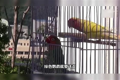 原来鸟也懂得爱情，两个不同主人家的鹦鹉每天在一个鸟笼里约会