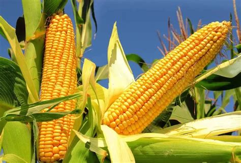 超高产大穗型玉米品种,特大穗超高产玉米品种,吉林省高产玉米种_大山谷图库