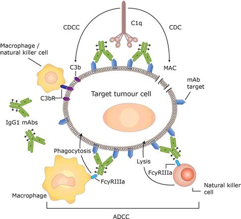 Nature子刊：NK细胞作为肿瘤免疫治疗平台的探索-MedSci.cn