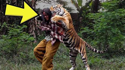 宁波动物园被老虎叼走游客已救出 正送往医院_手机新浪网