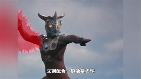 圆盘生物-希尔巴布尔美图片