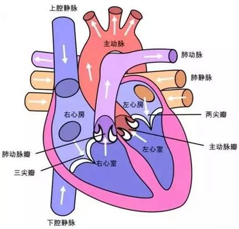 心脏的激素调节系统 - 内分泌学 - 天山医学院