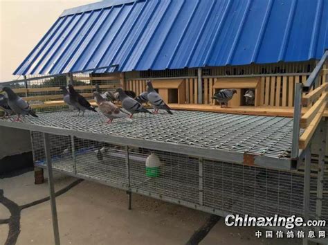 新建的鸽棚-中国信鸽信息网相册