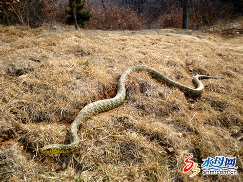 广西桂平挖蛇事件，挖出大蛇真相揭秘！__凤凰网