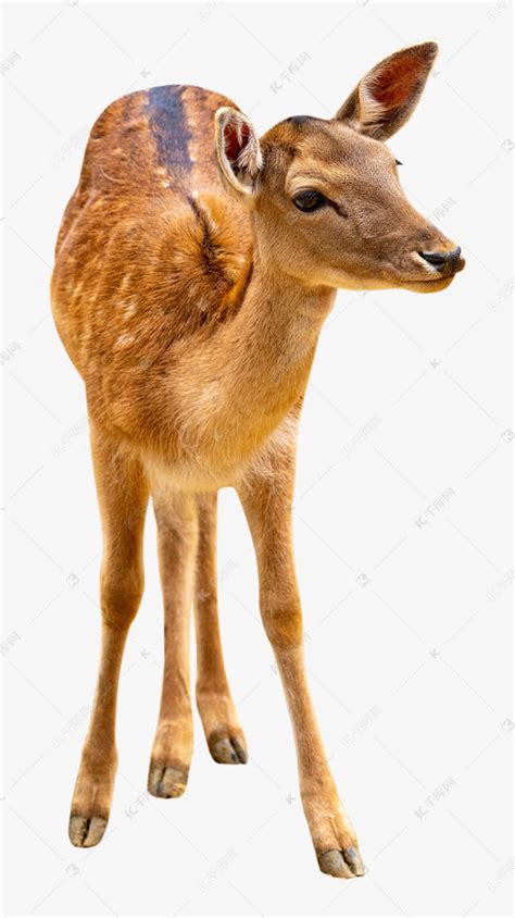 动物小鹿素材图片免费下载-千库网