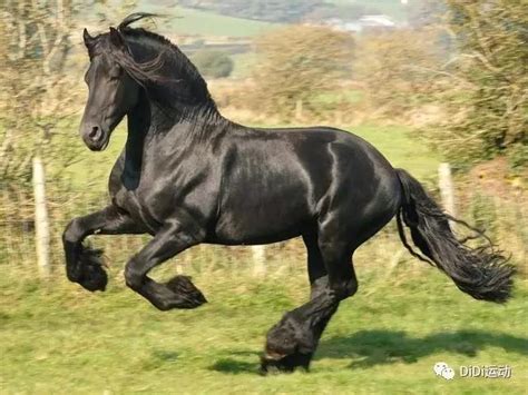 地球上最漂亮而又价值千金的马，一辈子也难得见上一次