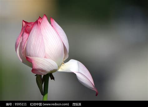 含苞欲放的花蕾高清图片下载_红动中国