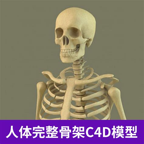 完整高清人类脊柱-3D打印模型下载-3D工场 3Dworks.cn