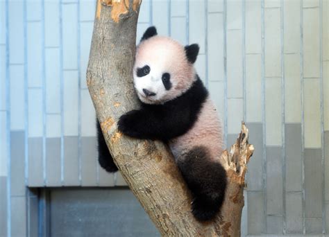 东京上野动物园为大熊猫繁殖做准备 或采取人工授精_新浪新闻
