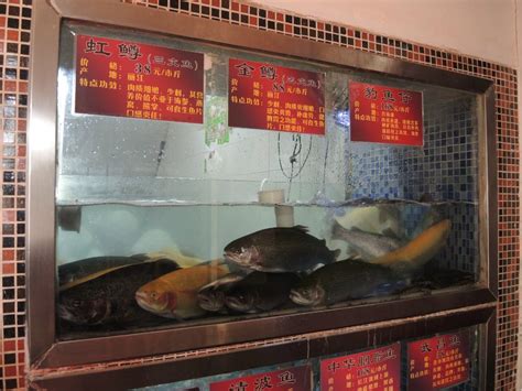 十堰水族馆再次挑战双龙混养 - 鱼缸/水族箱 - 广州观赏鱼批发市场