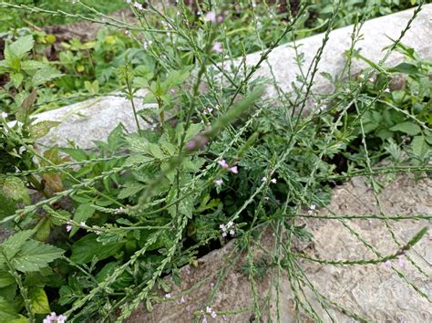 马鞭草的生长习性及其花语-168鲜花速递网