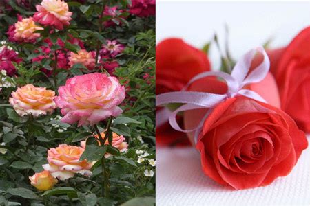 【玫瑰】【图】玫瑰和月季的区别 教你几个快速辨别它们的方法_伊秀花草|yxlady.com