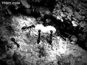 当小蚂蚁没有家的时候故事_知秀网