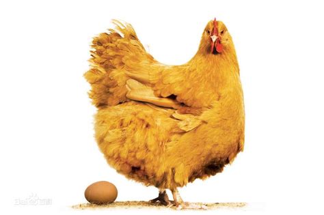 母鸡不下蛋是什么原因,该怎么解决? —【发财农业网】