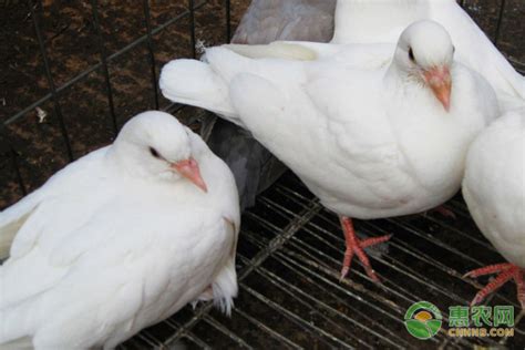 养殖鸽子的前景及方法 - 惠农网