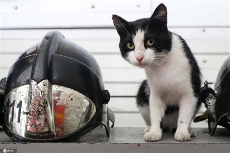 一只被消防员从大火中救出的俄罗斯大橘猫……