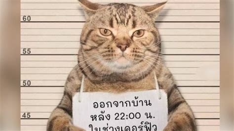 泰国猫违反禁令被逮捕举牌拍罪犯照 - 红视频