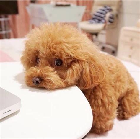 纯种泰迪 宠物贵宾 红色泰迪犬 小体玩具泰迪狗狗出售 视频 支付宝 宝贝它 泰迪/贵宾 /编号10109301 - 宝贝它