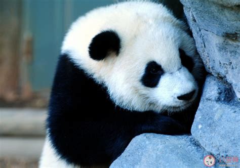 熊猫最早出现的时间是什么时候 中国为什么会选择熊猫作为国宝 _八宝网