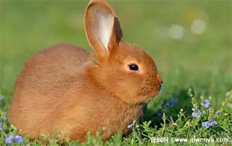 2023年属兔的是什么命，水兔命(随遇而安善于满足为人处世被动) — 奇闻呀