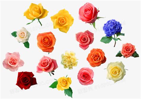 玫瑰花种类有哪些，欣赏最好看的五大品种(寓意深刻) —【发财农业网】