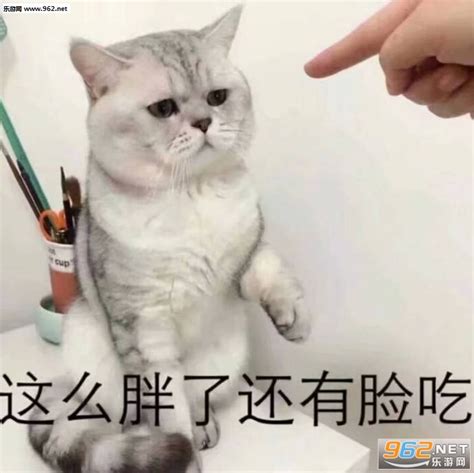 胖球表情包图片