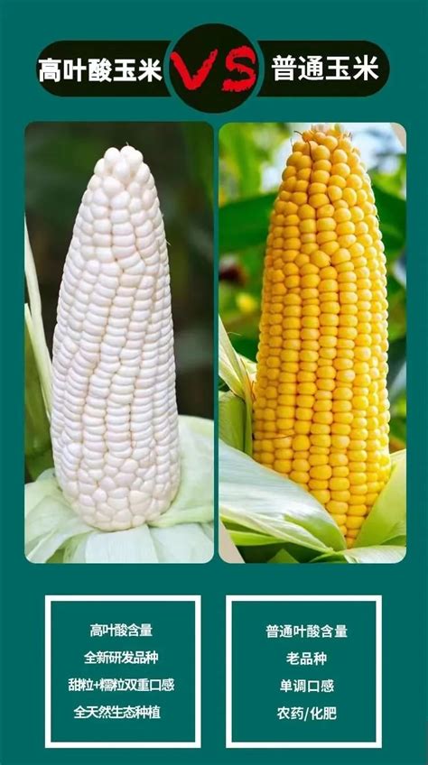 糯玉米和甜玉米,哪种营养更高?经常吃玉米人,要会选!