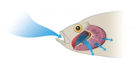 鱼的身体形态结构特征 - 拾味生活